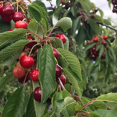 Дом отдыха Maison De Caractere Avec Jardin, Ideale Famille, Pres De Brioude, Prox. Baignade Et - Fr-1-582-314