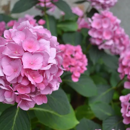 Maison De Caractere Avec Jardin, Ideale Famille, Pres De Brioude, Prox. Baignade Et - Fr-1-582-314 Дом отдыха